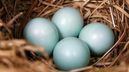 Wat zijn de voordelen van blauwgroen ei?