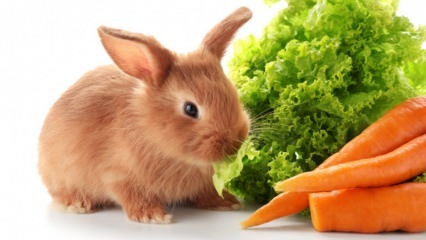  Wat eet het konijn en waar voedt het zich mee? Gemakkelijke verzorging van konijnen thuis