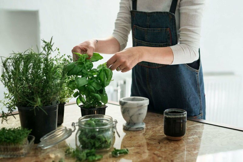 Hoe een plant thuis laten groeien? 5 tips voor wie met eigen middelen thuis planten wil kweken