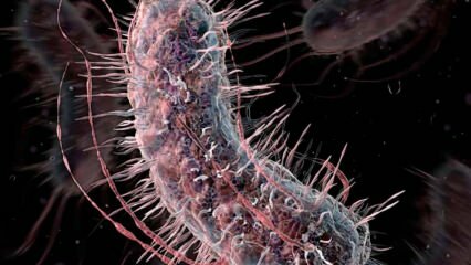Hoe worden vleesetende bacteriën overgedragen? Wat zijn de symptomen van vleesetende bacteriën en worden ze behandeld?