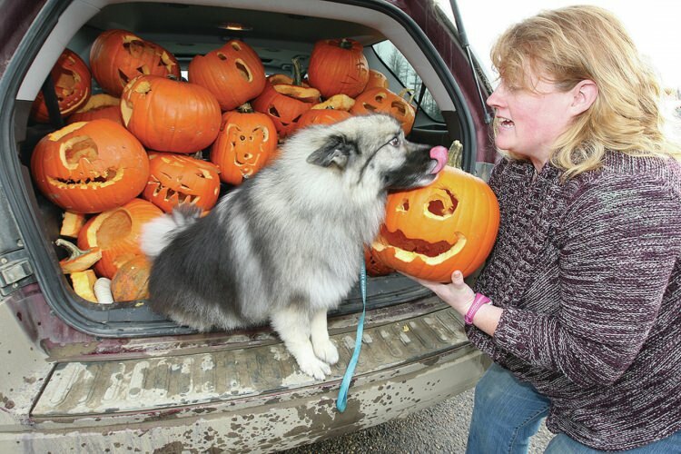 Aandacht voor honden die gele linten dragen