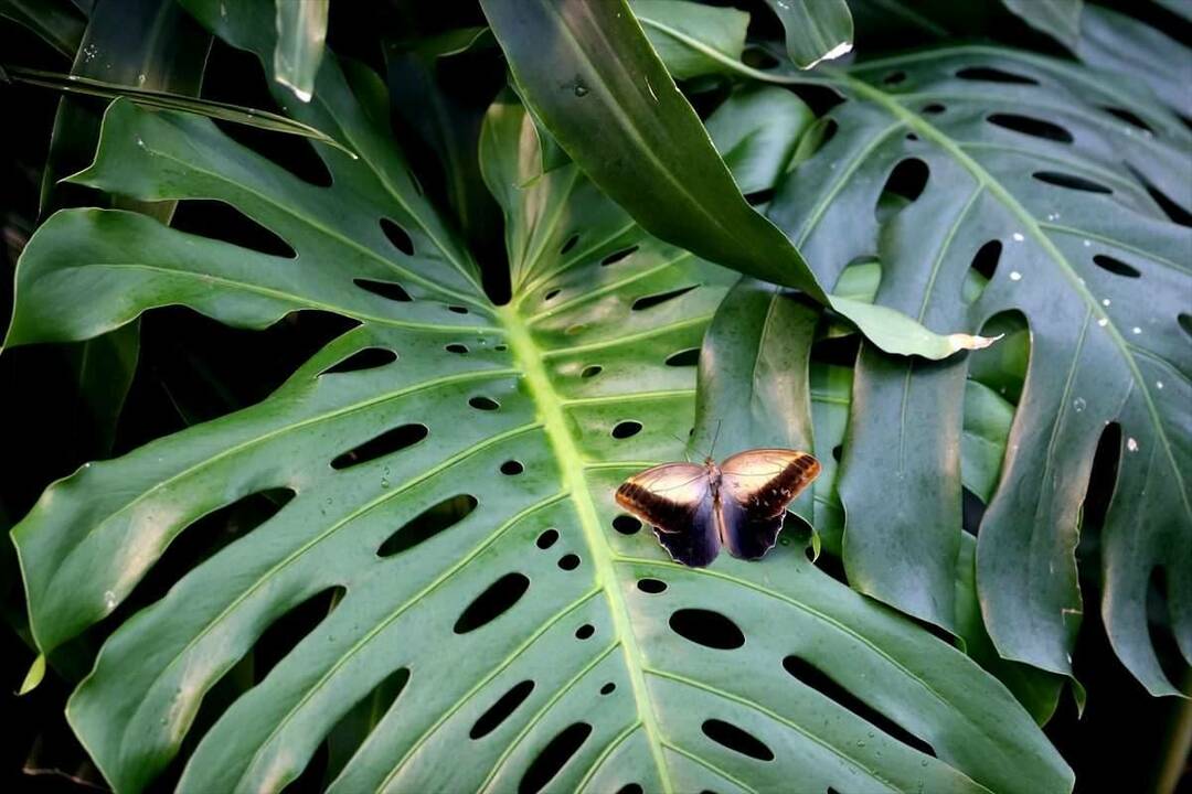 Grote belangstelling voor Konya Tropical Butterfly Garden: 3 miljoen bezoekers in 8 jaar