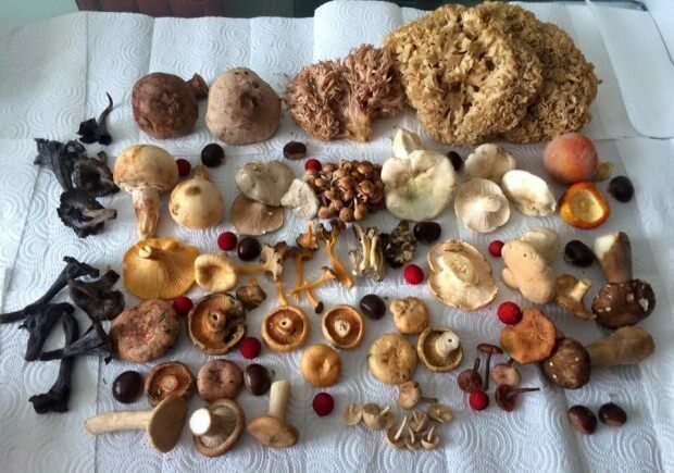 Sommige soorten paddenstoelen