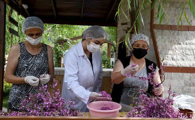 Hoe maak je de gemakkelijkste Redbud-bloemenjam? Tips voor redbud bloemenjam