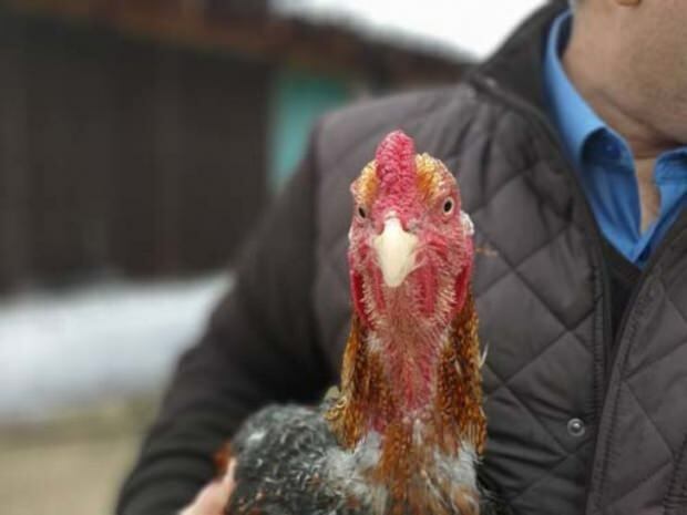 Een Bursa-burger bracht goudleggende kip uit Brazilië