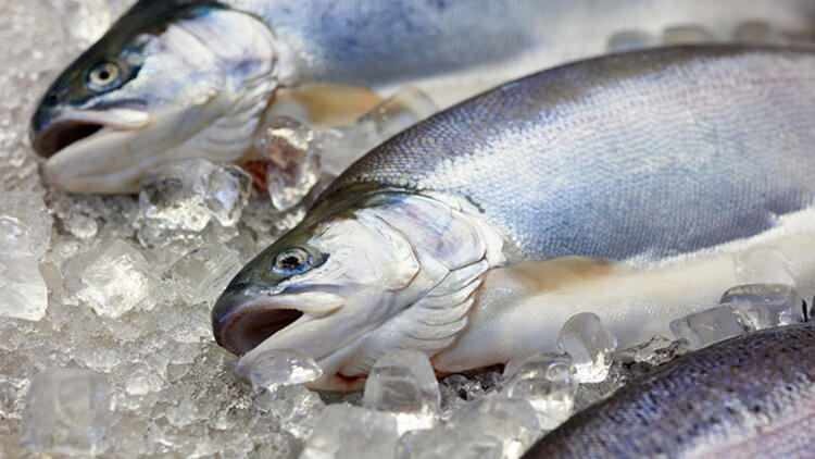 Verandert de smaak van de vis die in de vriezer wordt gegooid?