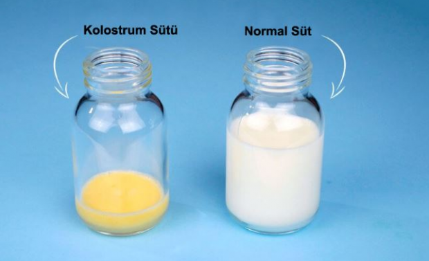 Wat zijn de voordelen van biestmelk voor de baby? Verschillen met moedermelk