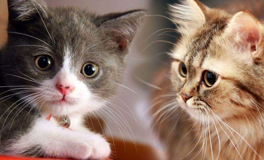 Wat doen snorharen bij katten? Hebben katten snorharen getrimd?