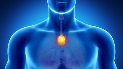 Wat is de thymusklier? Wat doet thymus? 
