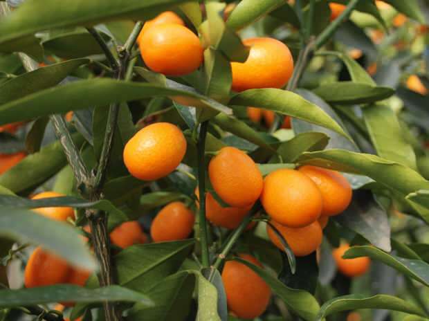 kumquat wordt ook in potten gekweekt