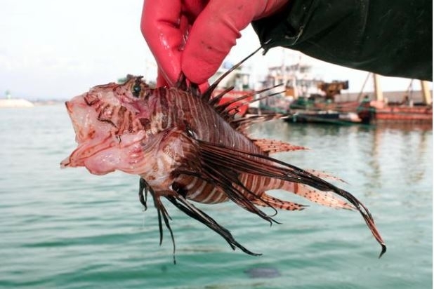 Giftige vis gevangen in Mersin!