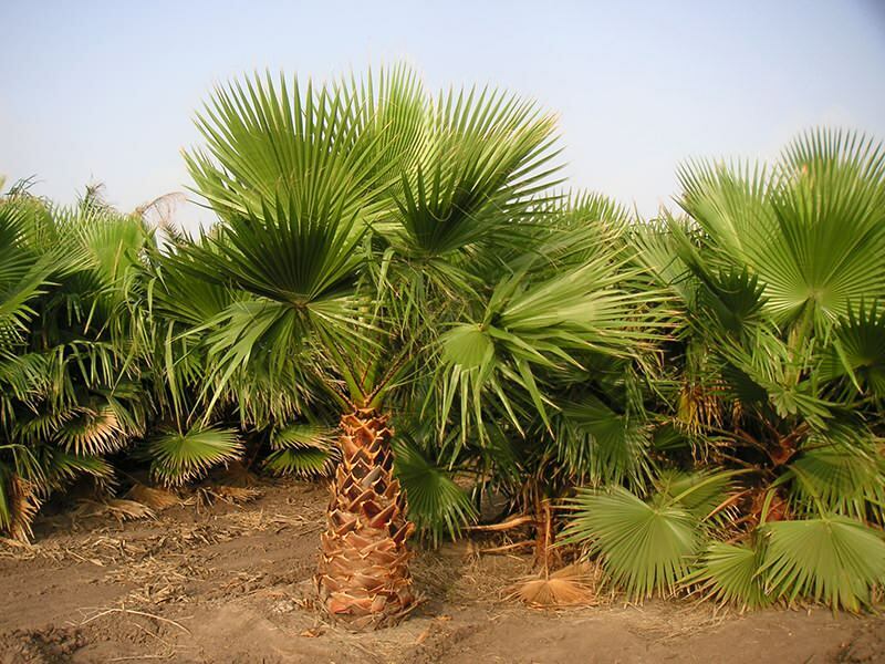 Hoe palmboom groeien?