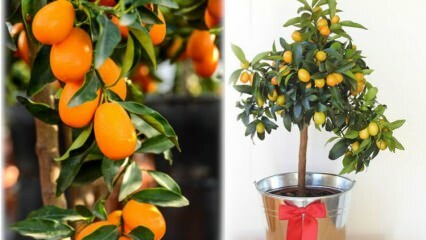 Hoe kumquat in een bloempot laten groeien? Kumquat zorgt thuis