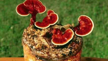 Wat zijn de voordelen van reishi-paddenstoelen? Hoe reishi-paddenstoelen consumeren?
