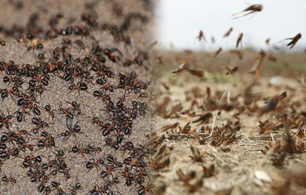 Waar is de invasie van mieren? Mierenplaag na besmetting met sprinkhanen