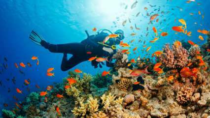 4 speciale routes voor onderwaterduiken! de mooiste duikplekken in Turkije