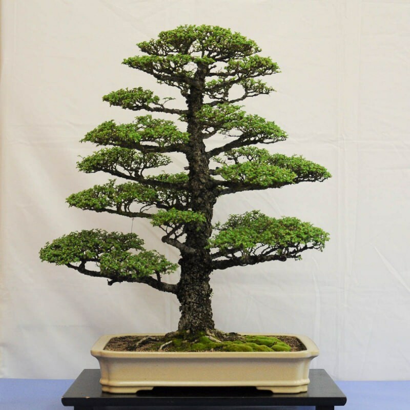 hoe je een bonsaiboom laat groeien
