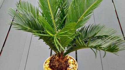 Hoe palmboom groeien?