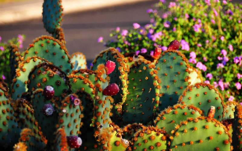 Hoe moet cactusaarde zijn