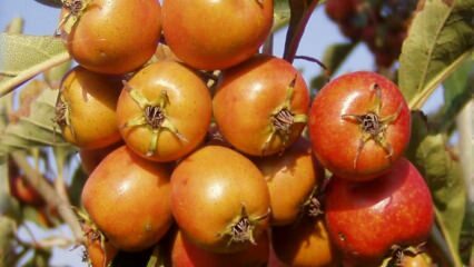 Wat zijn de voordelen van meidoornfruit? Als u regelmatig meidoornazijn gebruikt ...